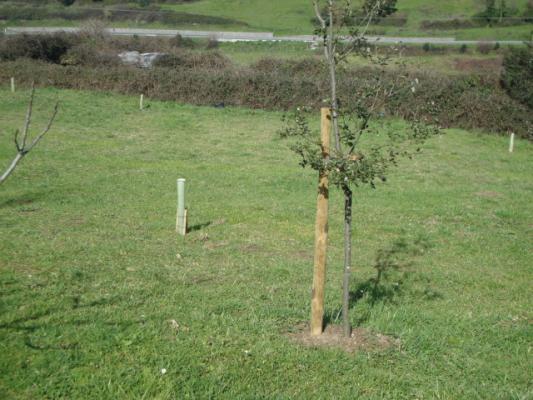 PLANTACIÓN