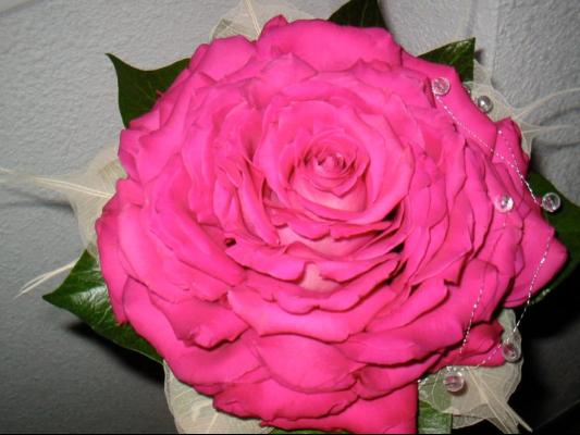 Rosmelia Vannesa