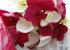 Calas y orquideas