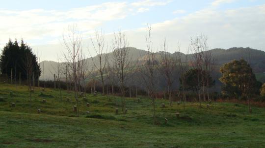 TRABAJOS FORESTALES