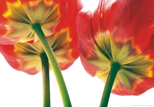 FOTOMURAL DE FLORES