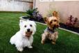 SUS MASCOTAS LO DISFRUTARAN