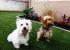 SUS MASCOTAS LO DISFRUTARAN