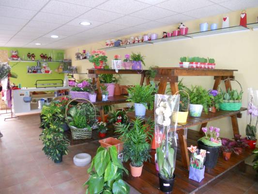 Tienda Flores Cartagena