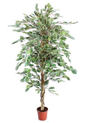 ficus artificiales economicos. Ficus artificial bicolor 160 Oasis Decor