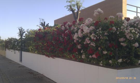 jardin