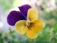 Venta online flores comestibles