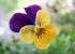 Venta online flores comestibles