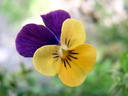 Venta online flores comestibles