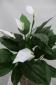 Plantas Artificiales 