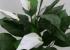 Plantas Artificiales 