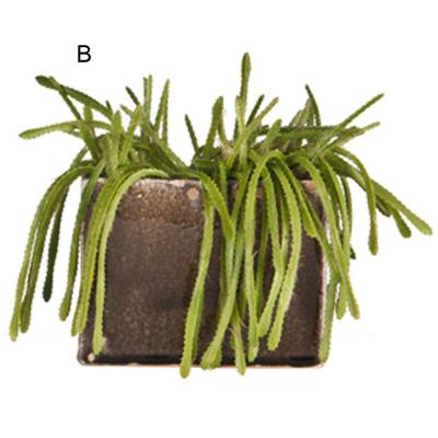 Cactus en maceta cerámica