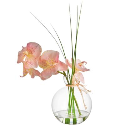 Agua Mágica Phalaenopsis