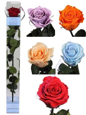 Flores naturales preservadas. Flor rosa natural preservada grande Oasis Decor