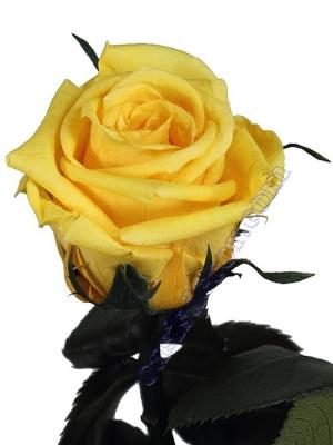Flores naturales preservadas. Flor rosa amarilla natural preservada Oasis Decor
