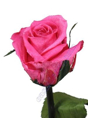 Flores naturales preservadas. Flor rosa ciclamen natural preservada Oasis Decor