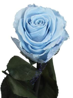 Flores naturales preservadas. Flor rosa azul natural preservada Oasis Decor