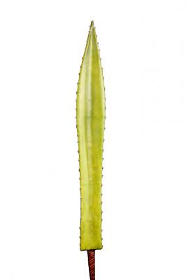 hoja agave
