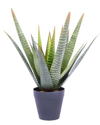 planta de agave