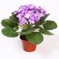 plantas artificiales