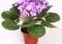 plantas artificiales