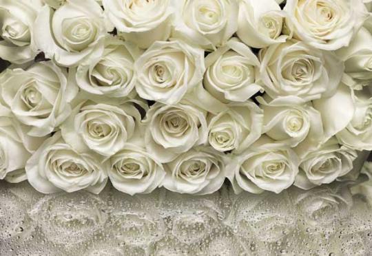 Fotomural de Pared Rosas Blancas 