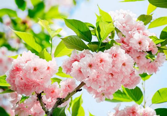Fotomural de Pared Sakura Blossom