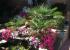 JARDINES