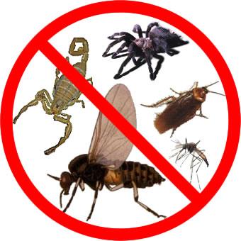 insectos