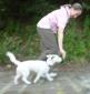 Adiestramiento canino