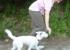 Adiestramiento canino