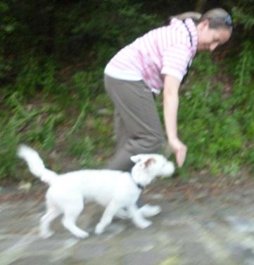 Adiestramiento canino