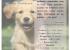 Educación cachorros