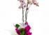 plantas de orquideas