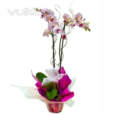 plantas de orquideas