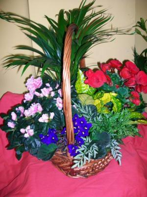 cesto de plantas variadas
