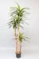 Dracena artificial