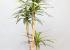 Dracena artificial
