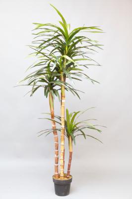 Dracena artificial