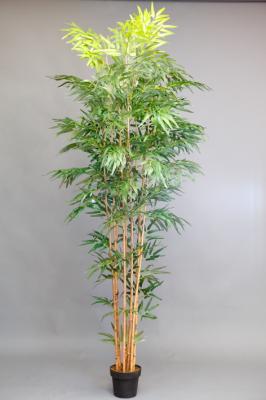 Bambú