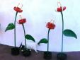 Las flores del jardín : 80 cm