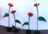 Las flores del jardín : 80 cm