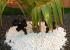 cesped artificial y jardines