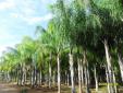 vivero cocos plumosos