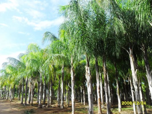 vivero cocos plumosos