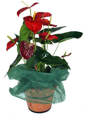 planta de anturios, flores en forma de corazon