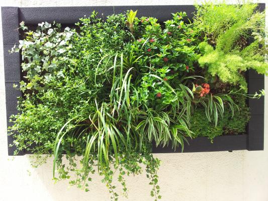 CUADROS VEGETALES