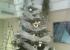 ARBOLES Y DECORACIONES DE NAVIDAD