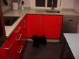schnauzer y la cocina roja