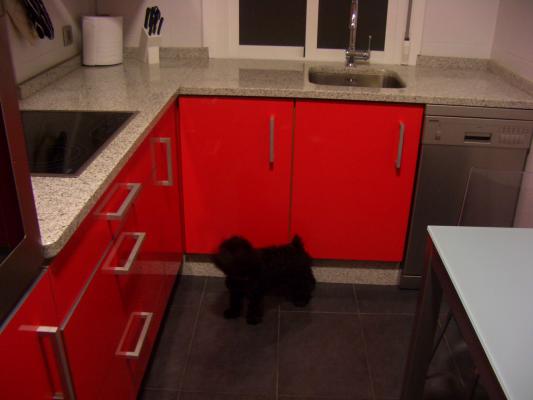 schnauzer y la cocina roja